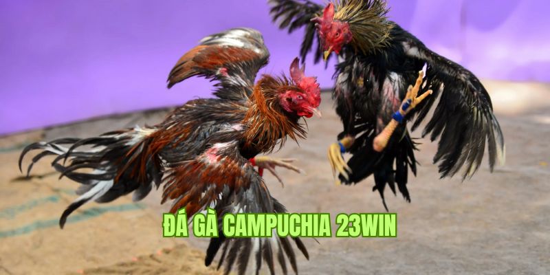 Đá Gà Campuchia - Trải Nghiệm Cá Cược Cực Thu Hút Tại 23win