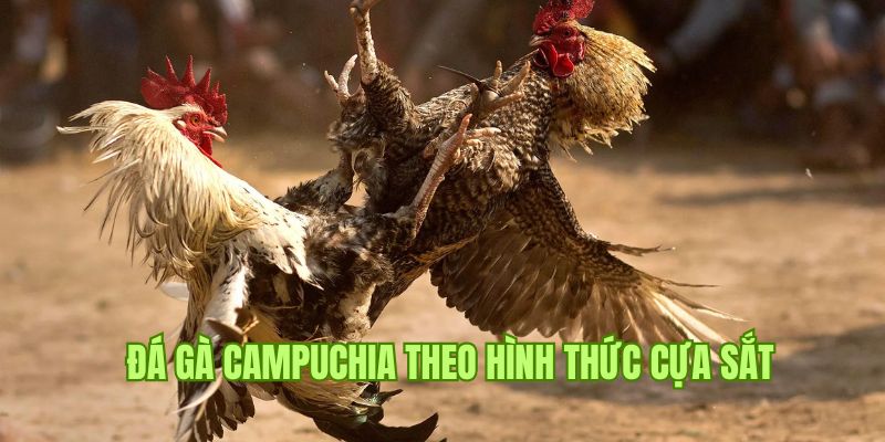 Trận đấu sử dụng cựa sắt và thu hút người chơi tại đá gà Campuchia