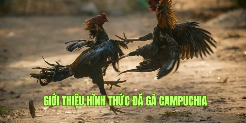 Thông tin sơ lược về hình thức cá cược đá gà campuchia