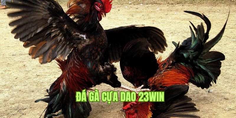 Đá Gà Cựa Dao - 23win Tổng Hợp Kinh Nghiệm Chơi Từ Chuyên Gia