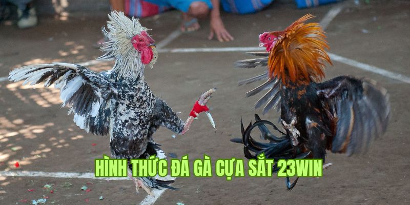 Đá Gà Cựa Sắt - Hình Thức Cá Cược Hấp Dẫn, Tại 23win