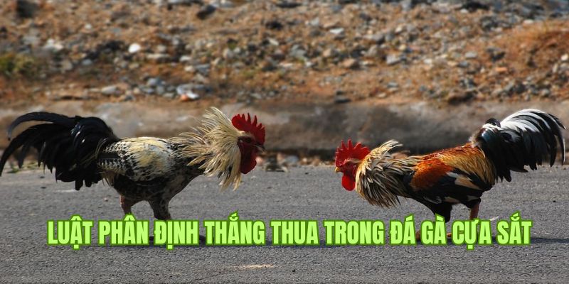 Tiêu chí đánh giá thắng thua trong đá gà cựa sắt