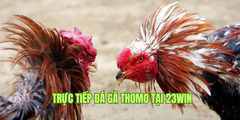 Trực Tiếp Đá Gà Thomo - Điểm Đến Cực Cuốn Chỉ Có Tại 23WIN