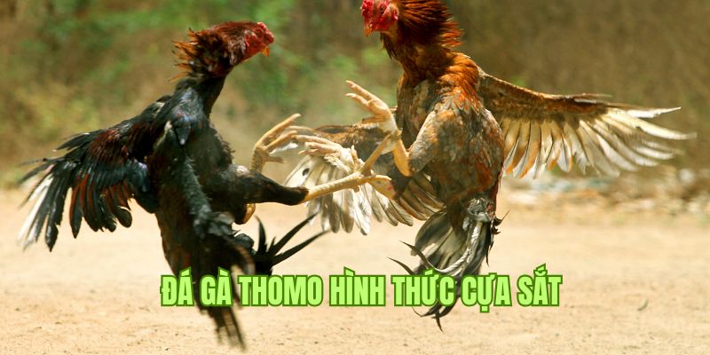 Trực tiếp đá gà Thomo thi đấu theo dạng cựa sắt 