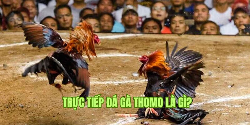 Đôi nét về hình thức trực tiếp đá gà Thomo tại nhà cái 23WIN  