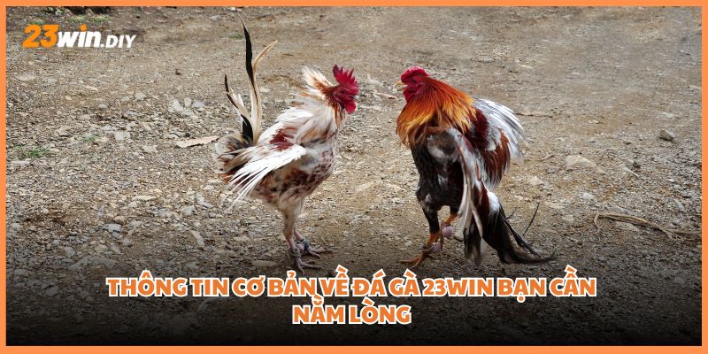 Thông tin cơ bản về đá gà 23win bạn cần nằm lòng